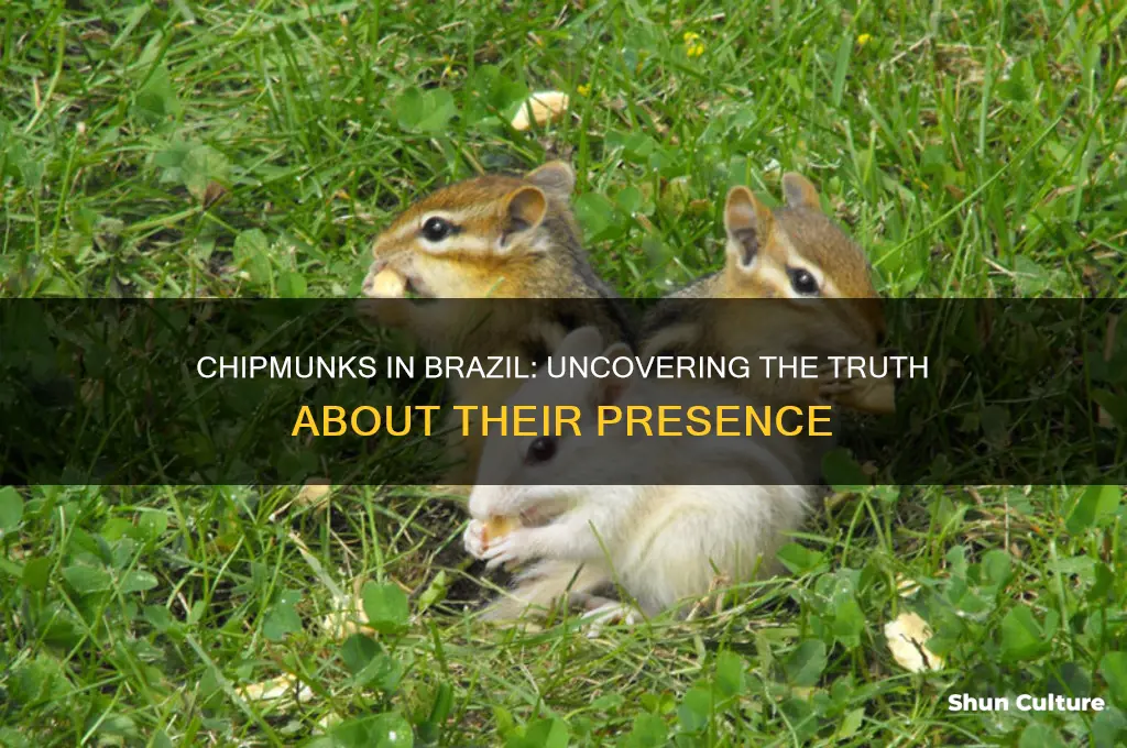 are there chipmunks in brazil