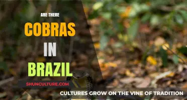Do Cobras Exist in Brazil? Unveiling the Truth About These Snakes