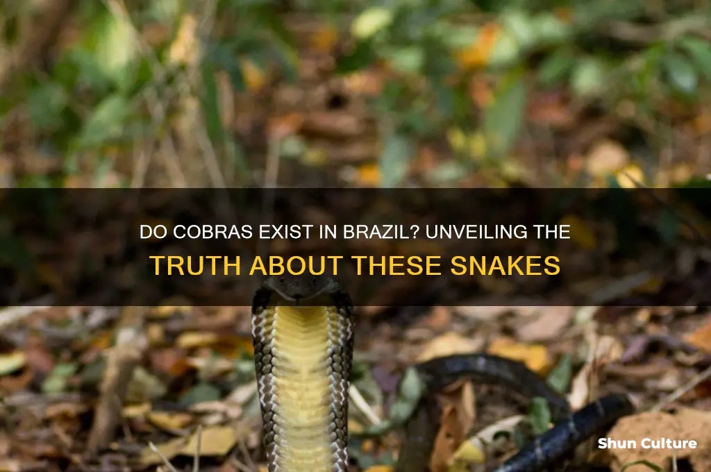 are there cobras in brazil