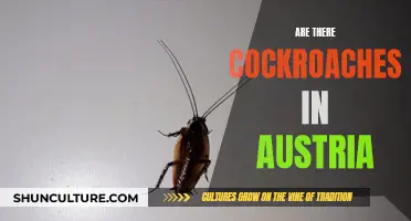 Cockroaches in Austria: What You Need to Know