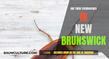 Cockroaches in New Brunswick: What to Know