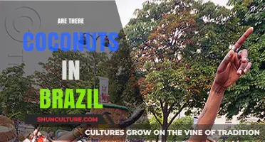 Coconuts in Brazil: Exploring Their Presence and Cultural Significance