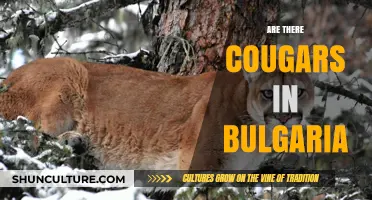 Exploring the Mystery: Cougars in Bulgaria - Fact or Fiction?