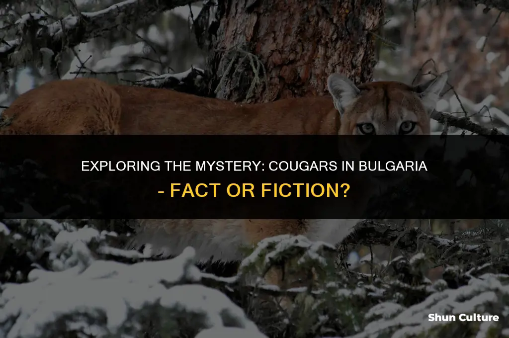 are there cougars in bulgaria
