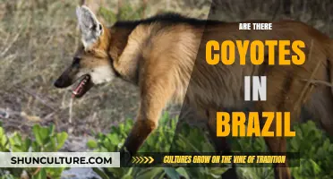 Coyotes in Brazil: Myth or Reality? Exploring the Truth