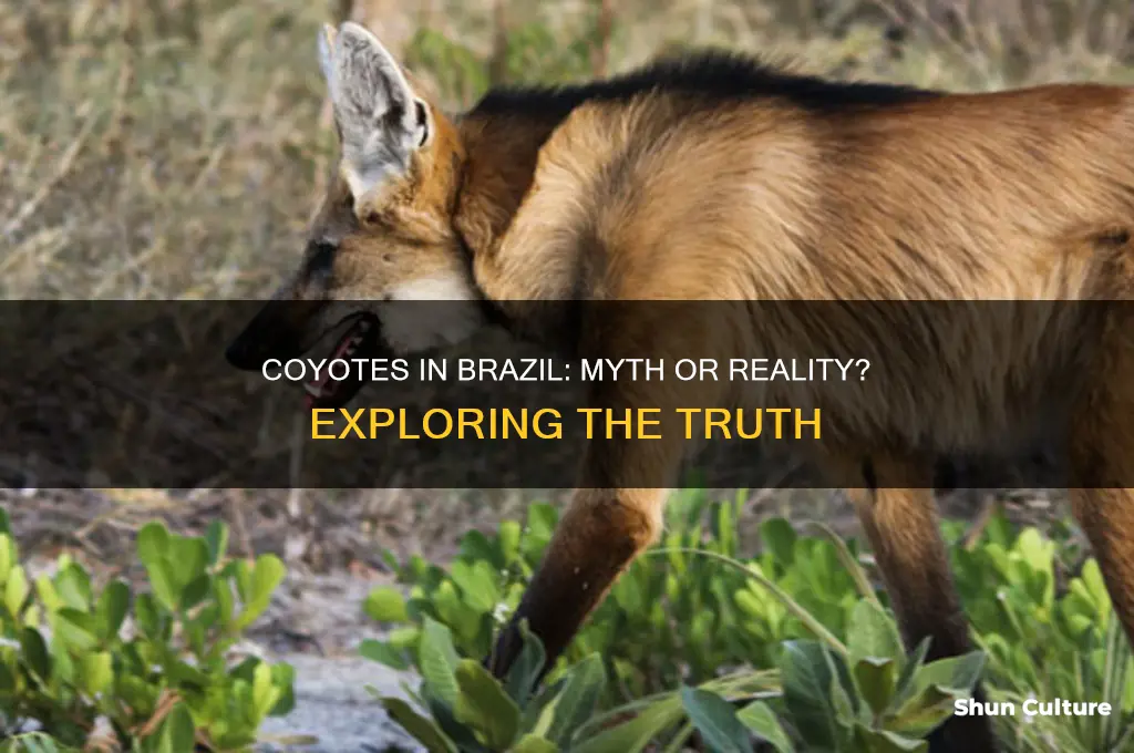 are there coyotes in brazil