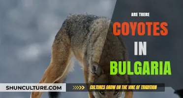 Exploring the Presence of Coyotes in Bulgaria: Facts and Myths