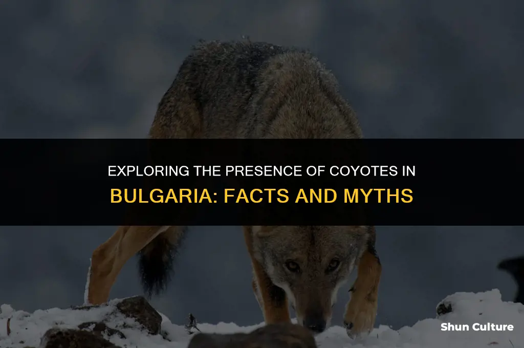 are there coyotes in bulgaria