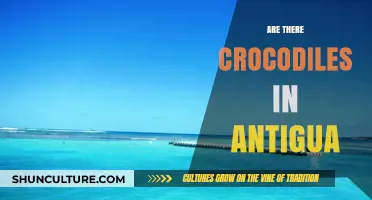Exploring Antigua's Waters: Are Crocodiles Present in This Caribbean Paradise?