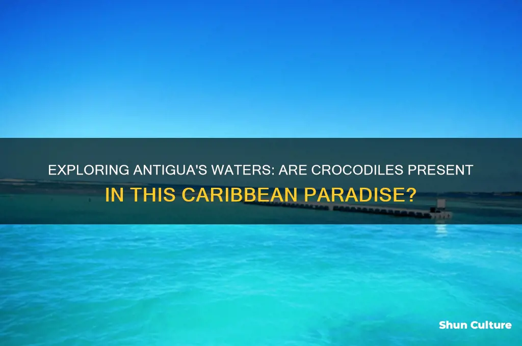 are there crocodiles in antigua