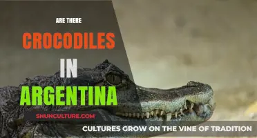 Exploring Argentina's Wetlands: A Quest for the Elusive Crocodile