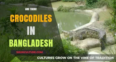Exploring Bangladesh's Waters: Are Crocodiles Present in This Region?