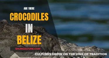 Exploring Belize's Crocodile Habitat and Population