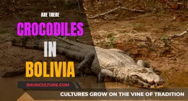 Exploring Bolivia: Crocodiles in the Wild