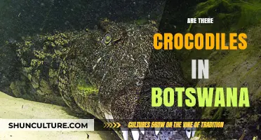 Exploring Botswana's Waters: Are Crocodiles Present in This African Nation?