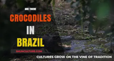 Do Crocodiles Roam Brazil's Waters? Unveiling the Truth