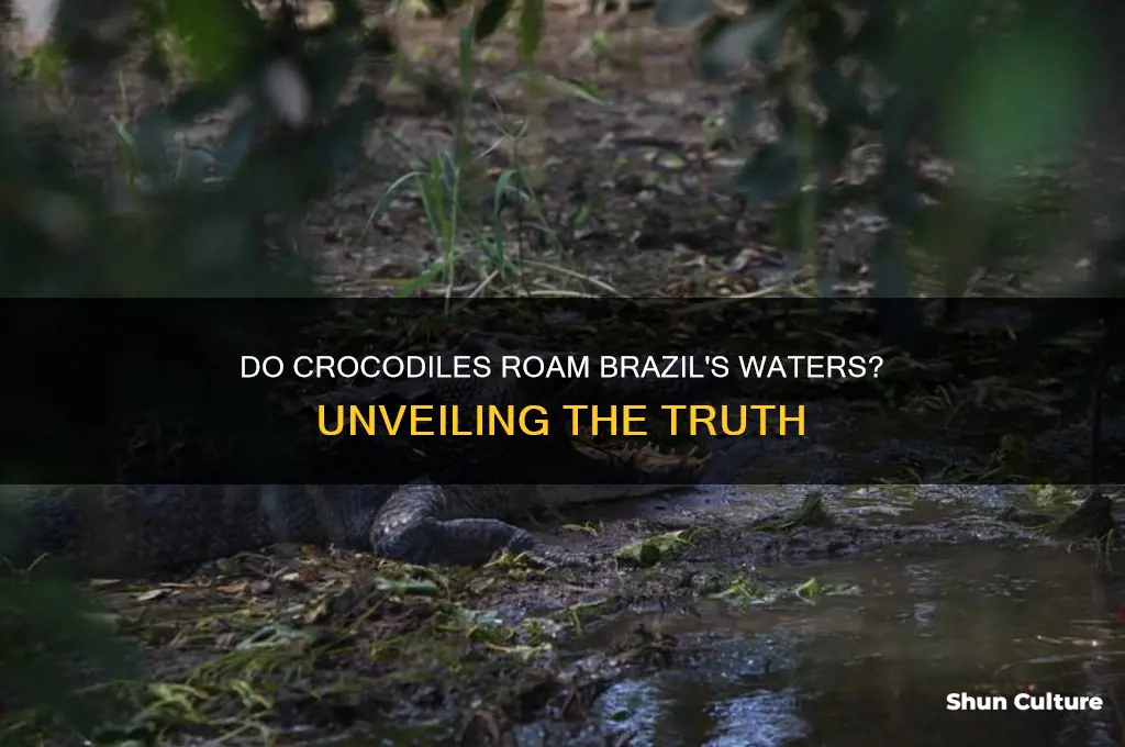 are there crocodiles in brazil
