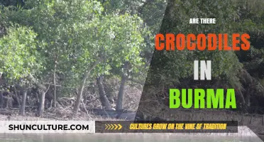 Exploring Myanmar's Wetlands: A Quest for the Elusive Crocodile