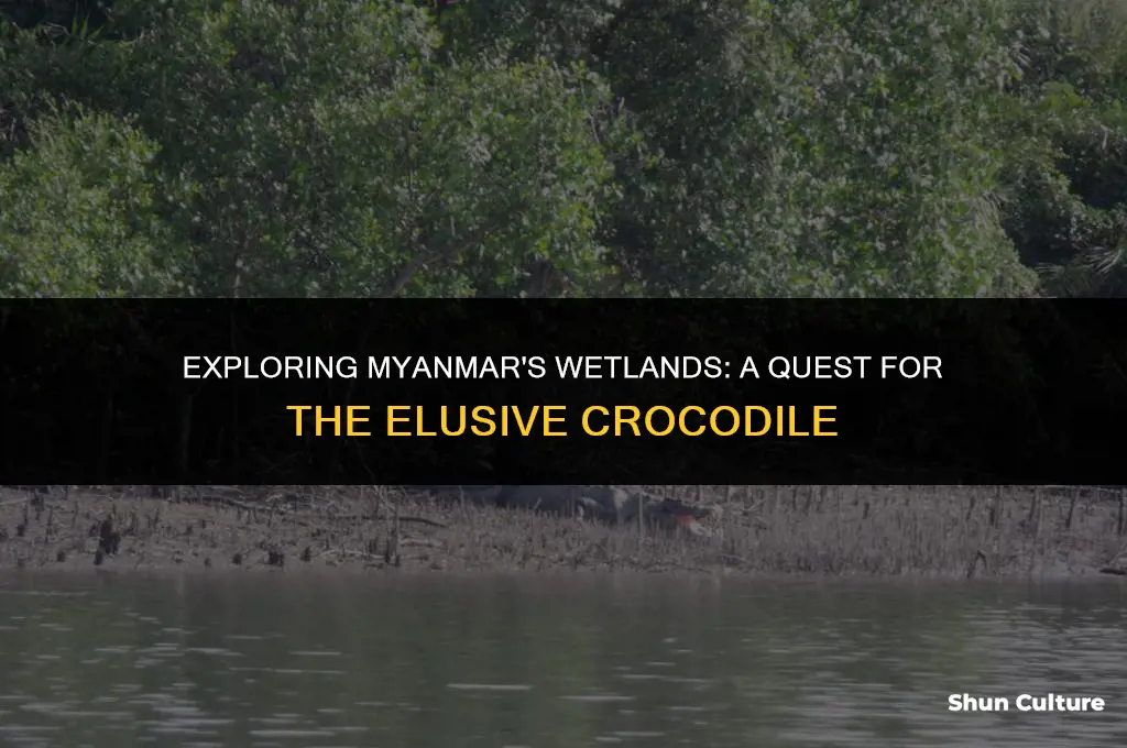 are there crocodiles in burma