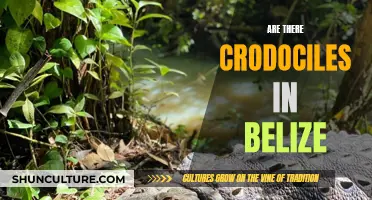 Exploring Belize's Crocodile Habitat and Population