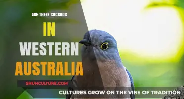 Cuckoos in Western Australia: What You Need to Know