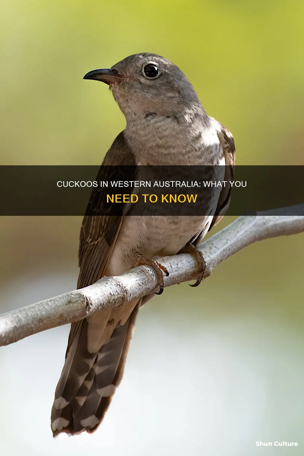 are there cuckoos in western australia