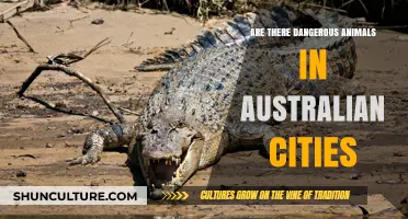Australian Cities: Safe or Dangerous Wildlife Haven?