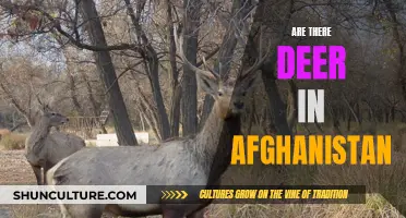 The Elusive Wildlife of Afghanistan: A Look at the Country's Deer Population