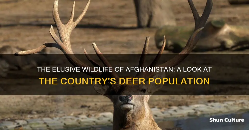 are there deer in afghanistan