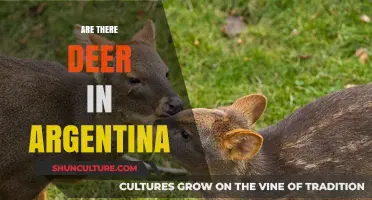 Exploring Argentina's Wildlife: Are There Deer in This South American Country?