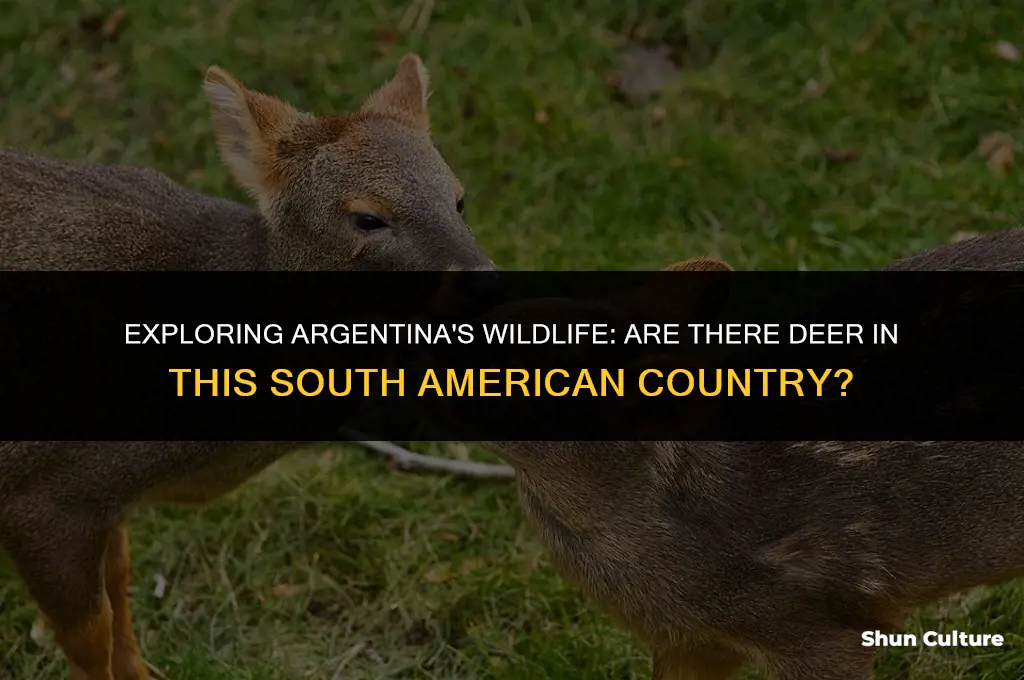 are there deer in argentina