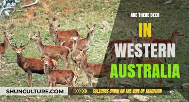 Deer in Western Australia: What's the Status?