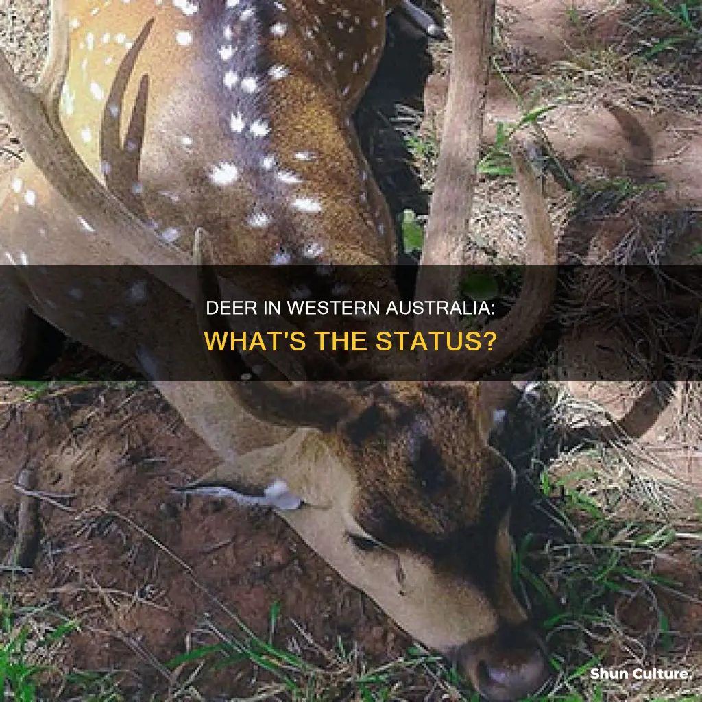 are there deer in western australia