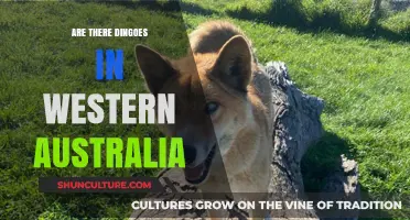 Dingoes in Western Australia: Where Are They?
