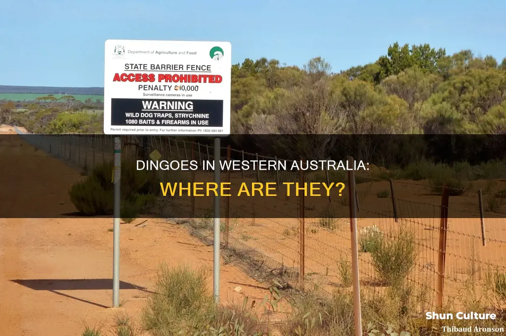 are there dingoes in western australia