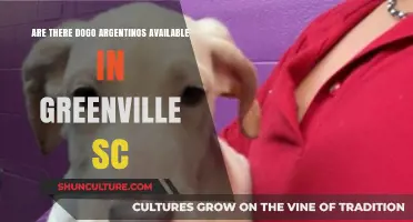 Discovering Dogo Argentinos: Are They Available in Greenville, SC?
