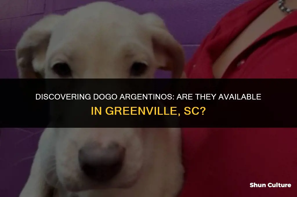 are there dogo argentinos available in greenville sc