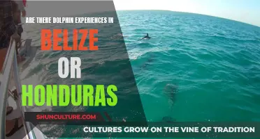 Swimming with Dolphins: Belize and Honduras Adventures