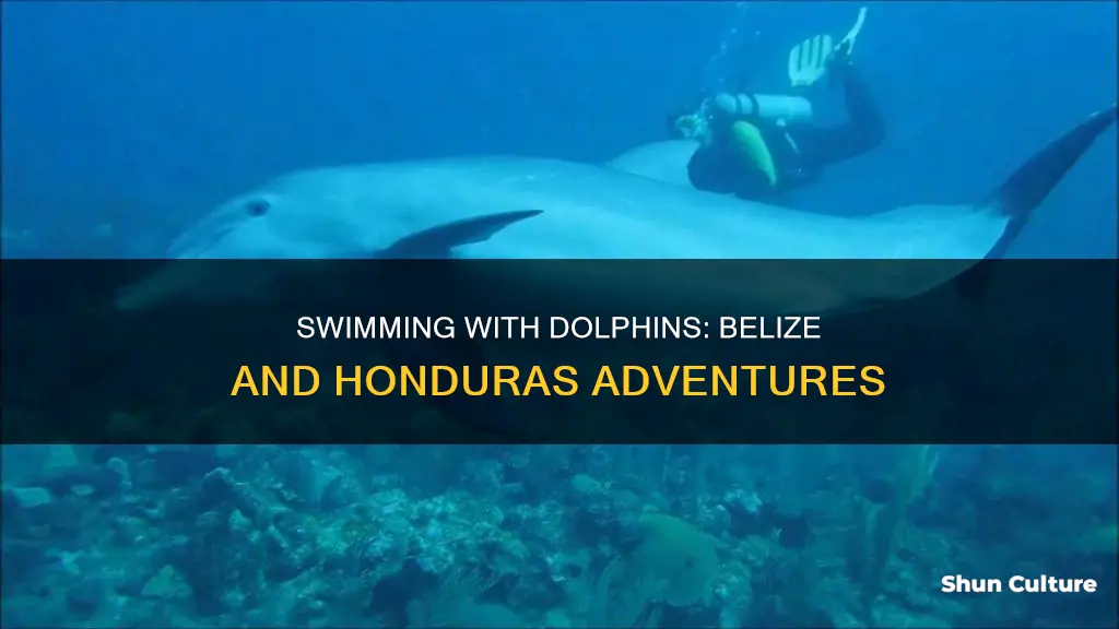 are there dolphin experiences in belize or honduras