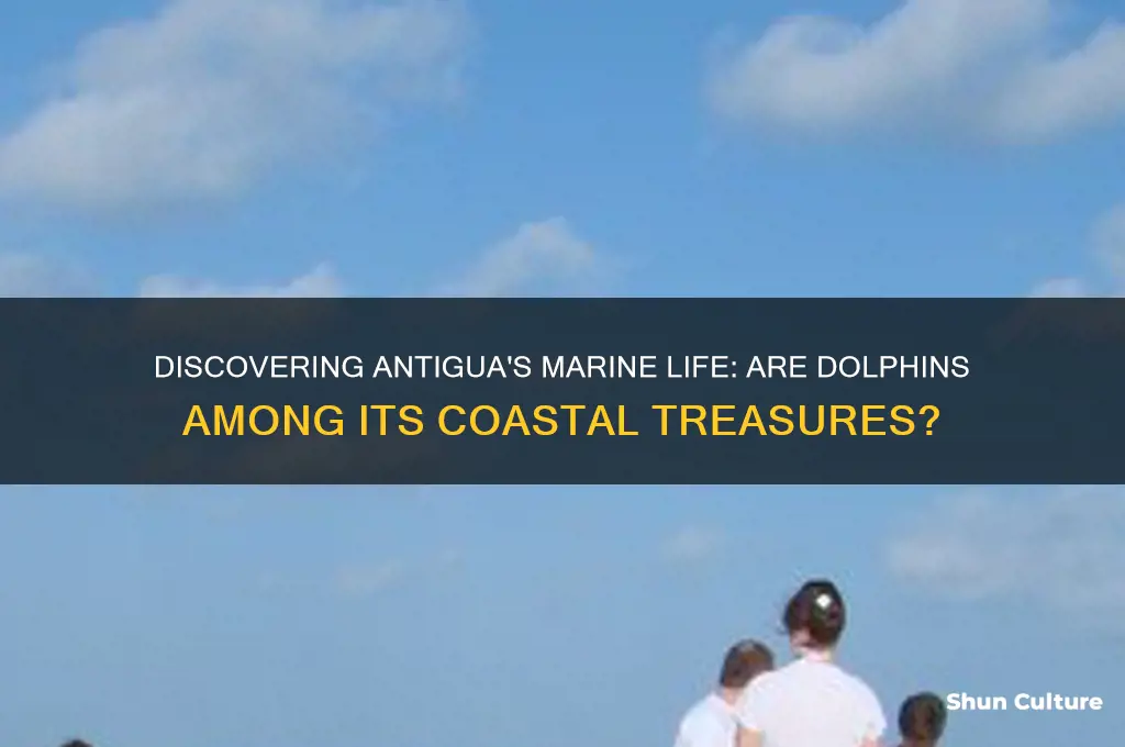 are there dolphins in antigua