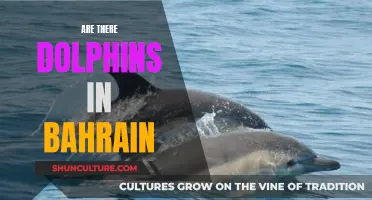 Dolphin Spotting in Bahrain: A Guide to Their Presence