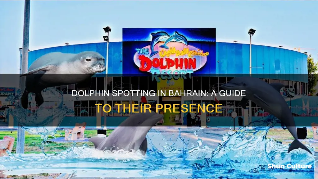 are there dolphins in bahrain