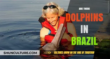 Exploring Brazil's Coastal Waters: Are Dolphins a Common Sight?