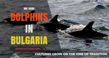 Exploring Bulgaria's Coastal Wonders: Dolphin Sightings and Marine Life