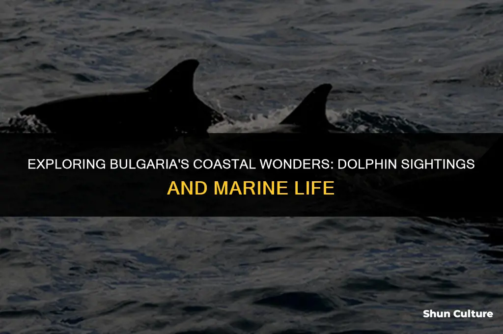 are there dolphins in bulgaria