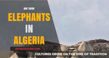 Exploring Algeria's Wildlife: Are Elephants Part of Its Ecosystem?