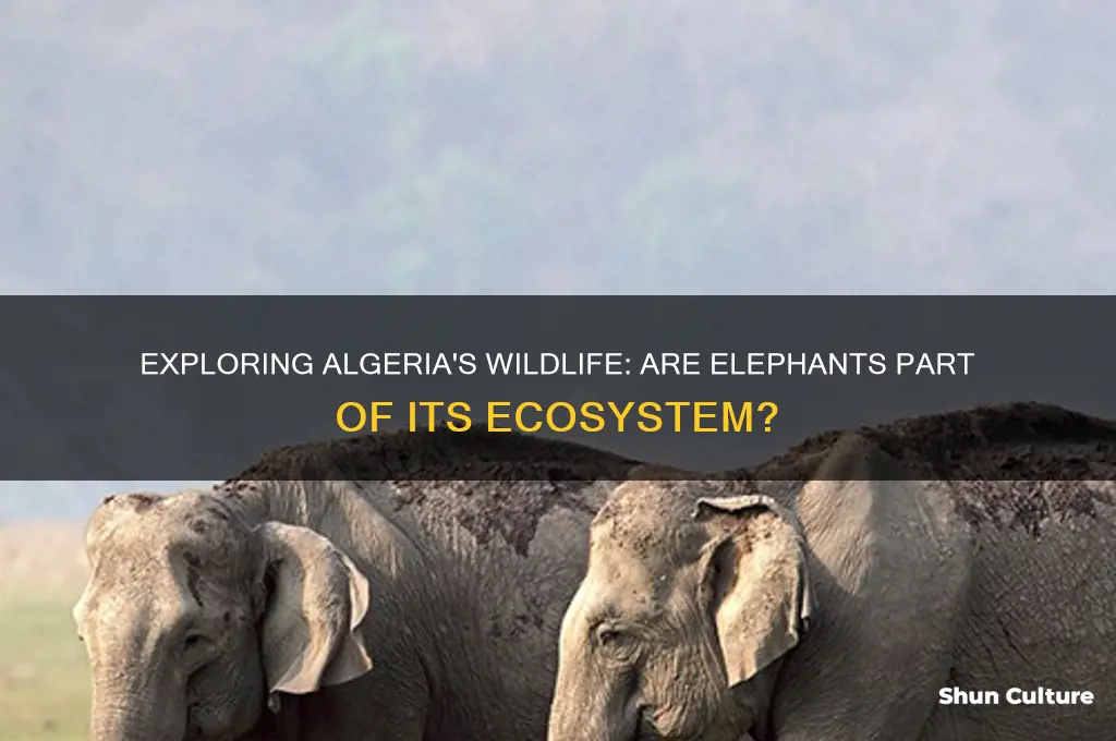 are there elephants in algeria