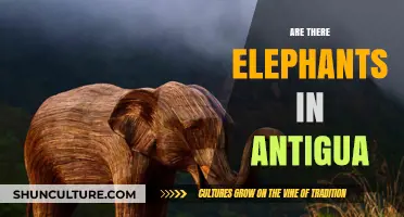 Exploring Antigua's Wildlife: Are There Elephants on the Island?