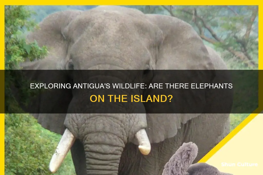 are there elephants in antigua