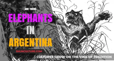 Exploring the Myth: Are Elephants Truly Roaming Argentina?